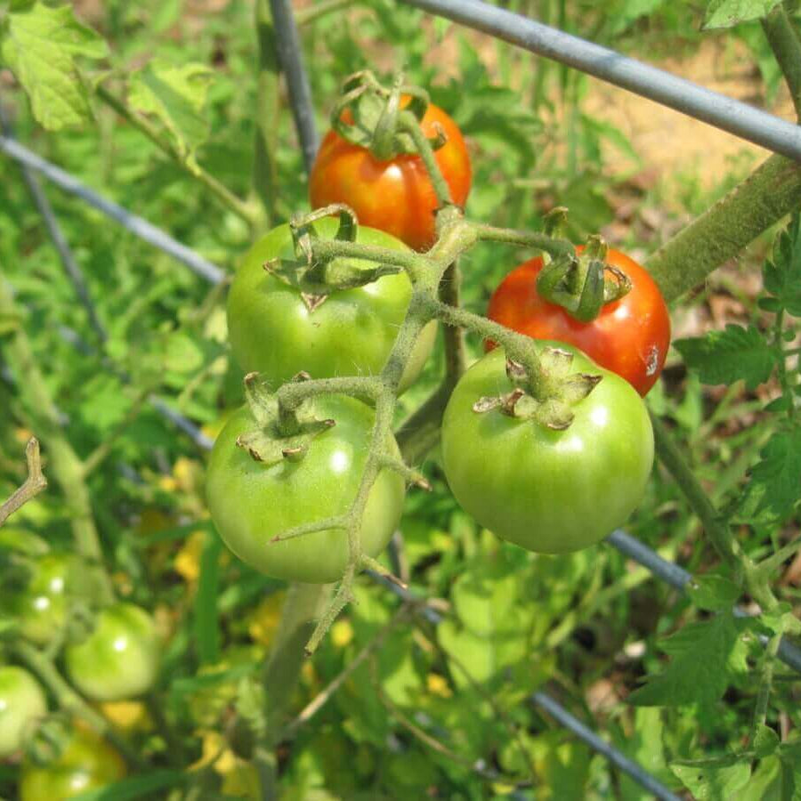 Tomato Seeds – Parrot Green