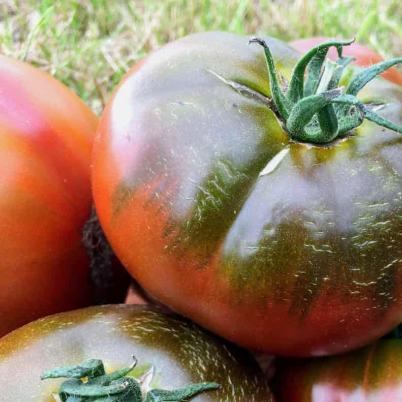 Tomato Seeds – Paul Robeson