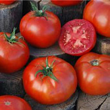 Tomato Seeds – Peron Sprayless