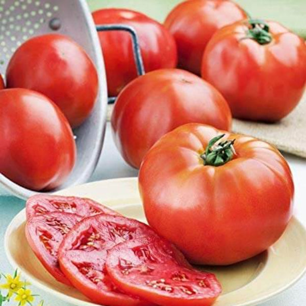 Tomato Seeds – Phoenix Hybrid