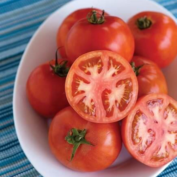 Tomato Seeds – Phoenix Hybrid