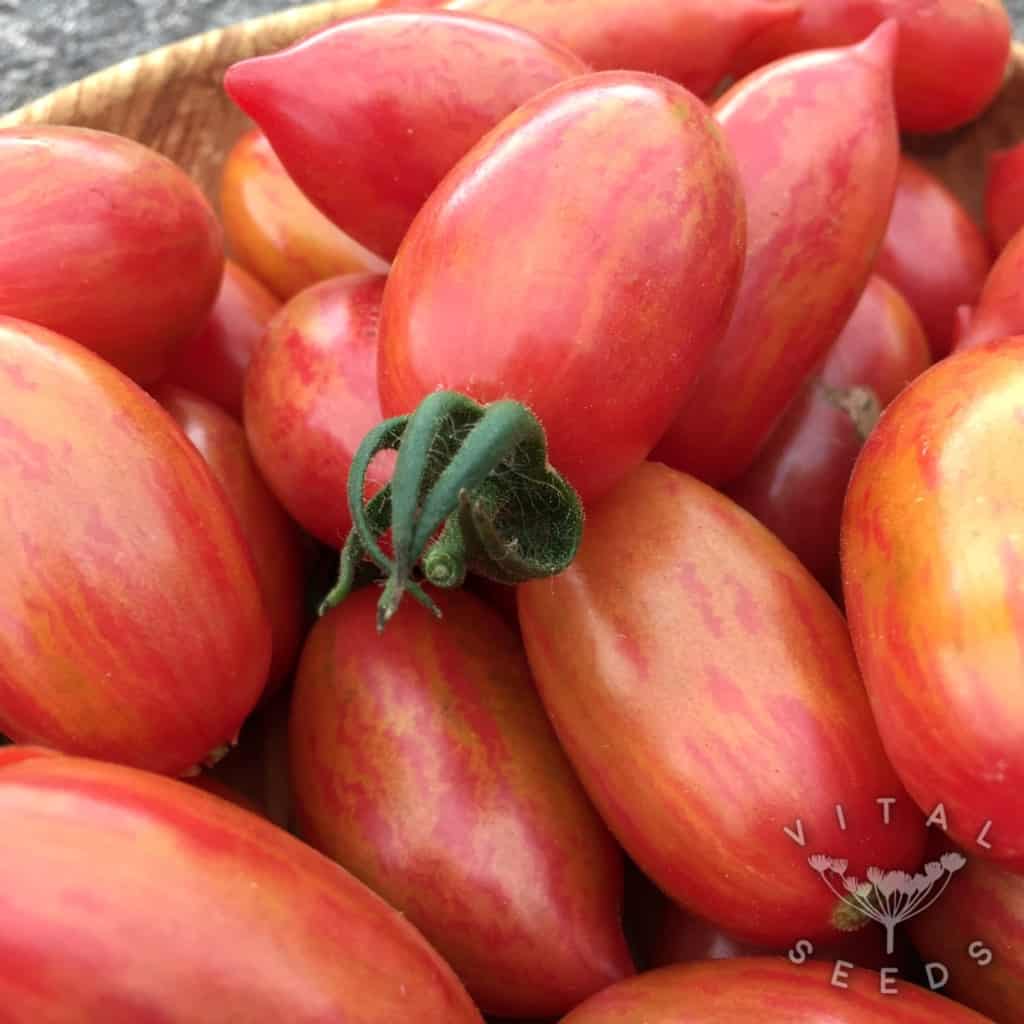 Tomato Seeds – Pink Tiger