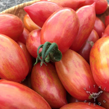 Tomato Seeds – Pink Tiger