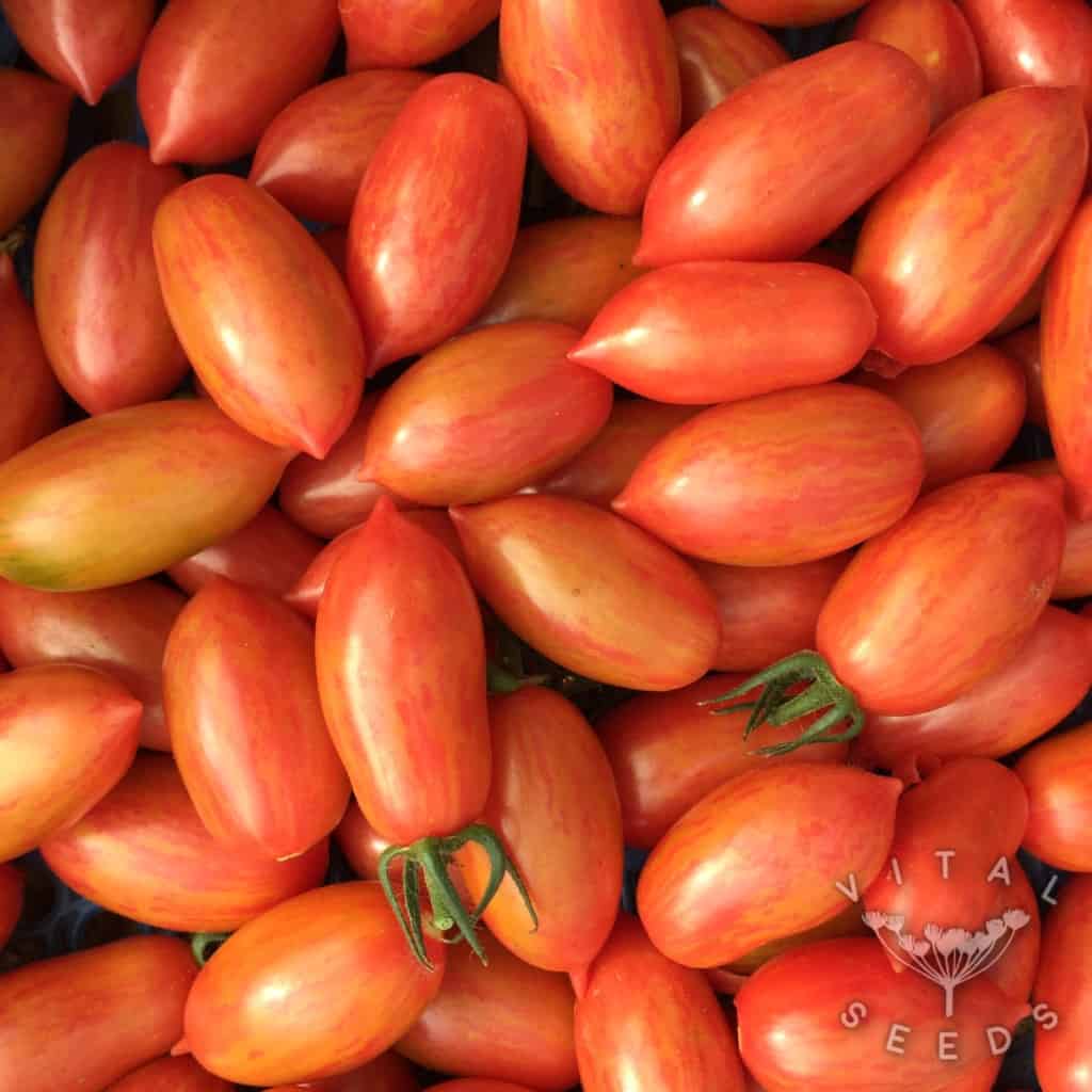 Tomato Seeds – Pink Tiger
