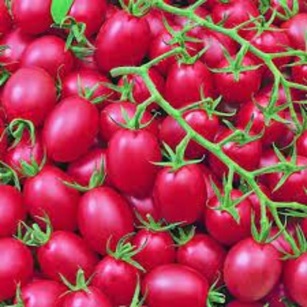 Tomato Seeds – Pink and Yellow
