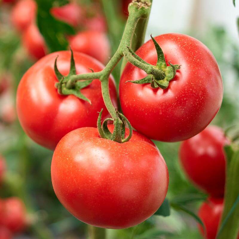 Tomato Seeds – Porter