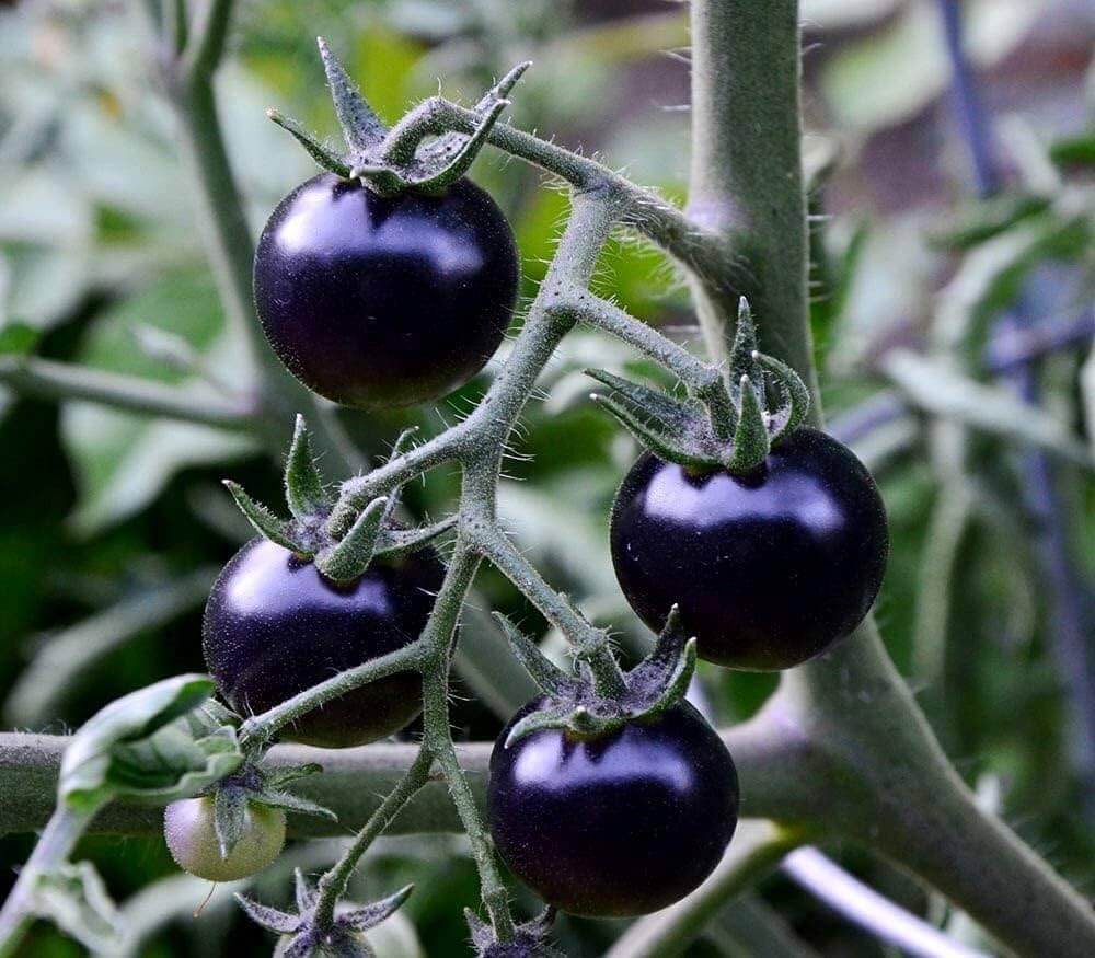 Tomato Seeds – Purple