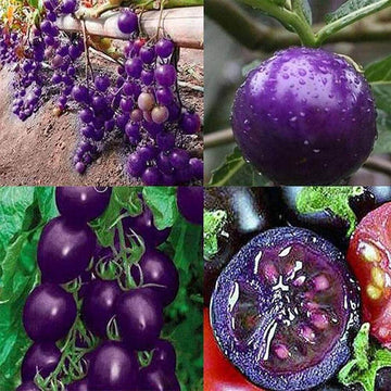 Tomato Seeds – Purple Grape Cherry