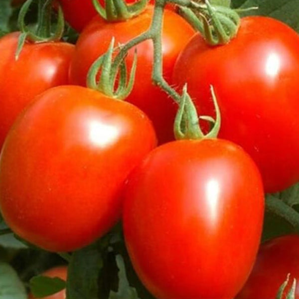 Tomato Seeds – Purple Red