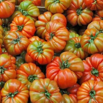 Tomato Seeds – RAF