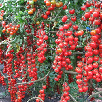 Tomato Seeds – Rapunzel