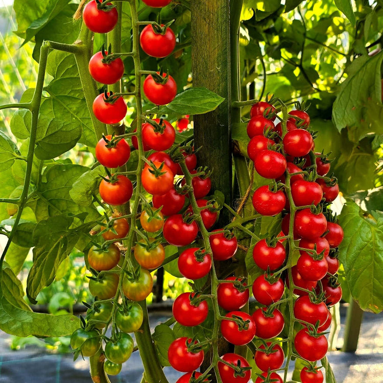 Tomato Seeds – Rapunzel
