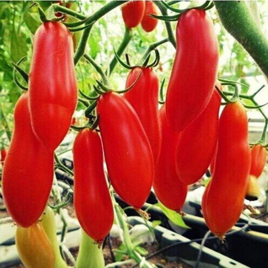 Tomato Seeds – Red Banana