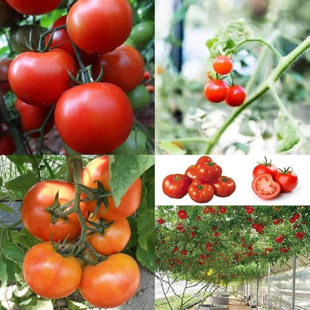 Tomato Seeds – Red Bell