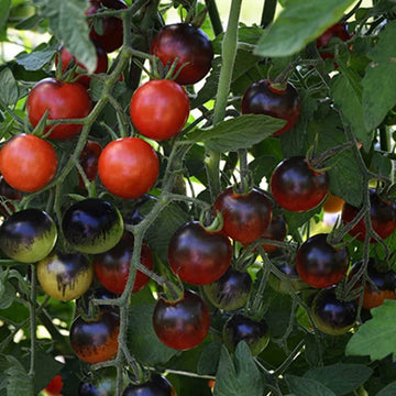 Tomato Seeds – Red Black