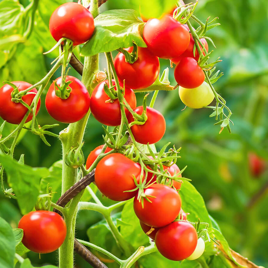 Tomato Seeds – Red Grape Cherry