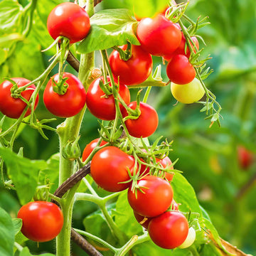 Tomato Seeds – Red Grape Cherry