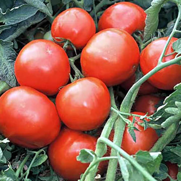 Tomato Seeds – Red Grushovka