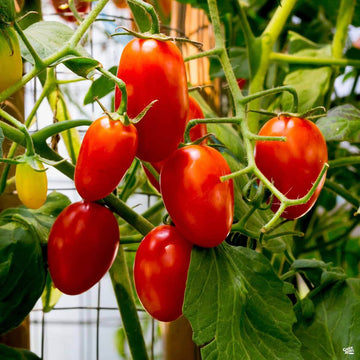 Tomato Seeds – Red Juliet