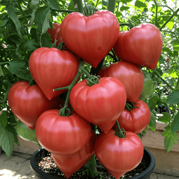 Tomato Seeds – Red Oxheart