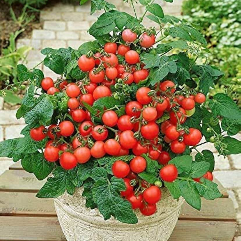 Tomato Seeds – Red Rose