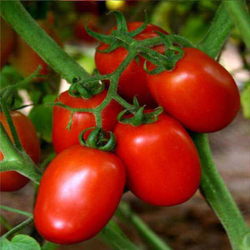 Tomato Seeds – Red San Marzano