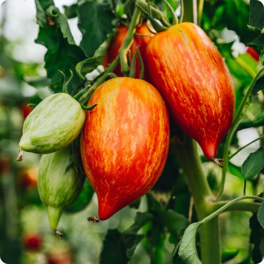 Tomato Seeds – Red Speckle