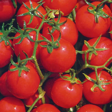 Tomato Seeds – Red Tumbler