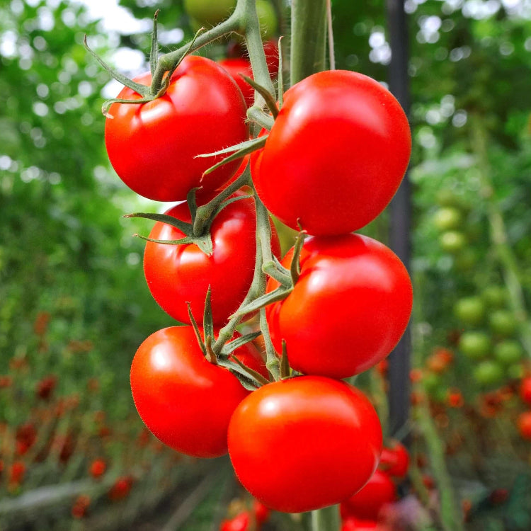Tomato Seeds – Red Tumbler