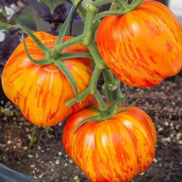 Tomato Seeds – Red Yellow