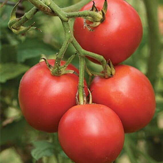 Tomato Seeds – Reisenden
