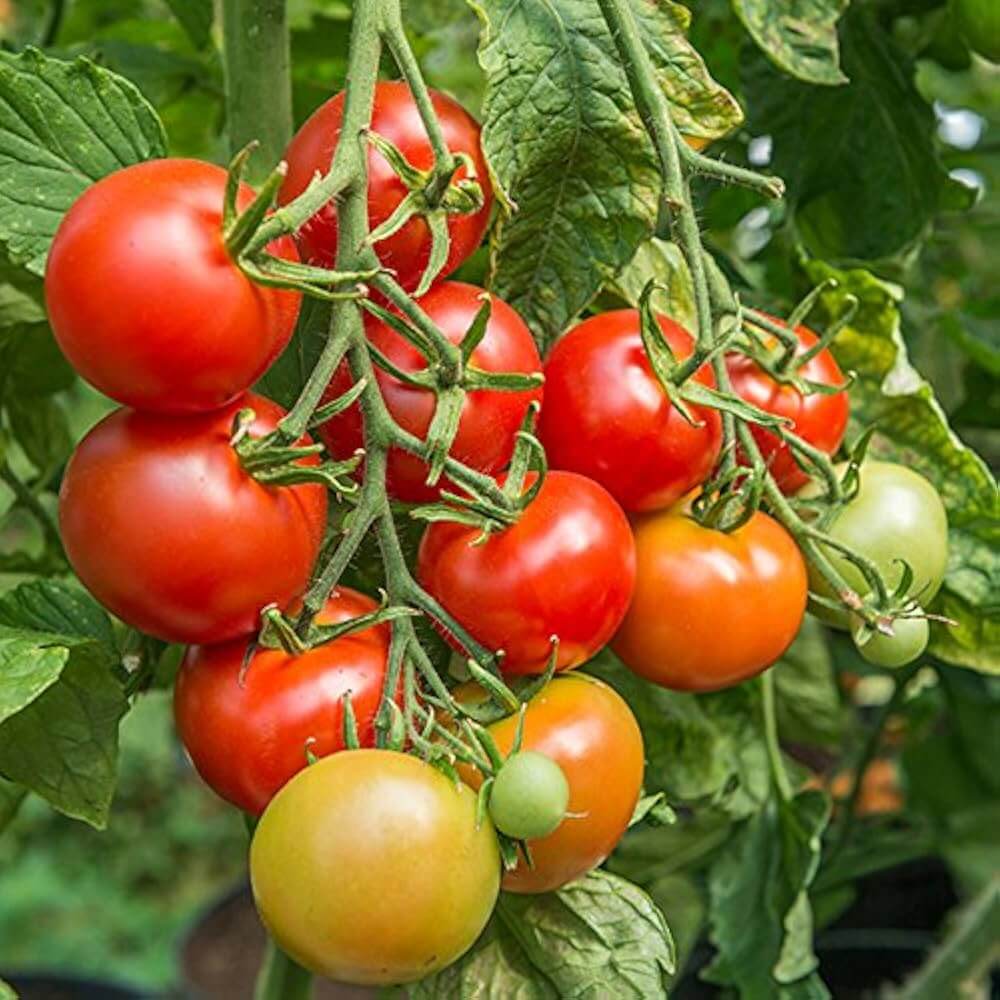 Tomato Seeds – Reisenden