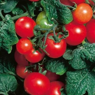 Tomato Seeds – Robin