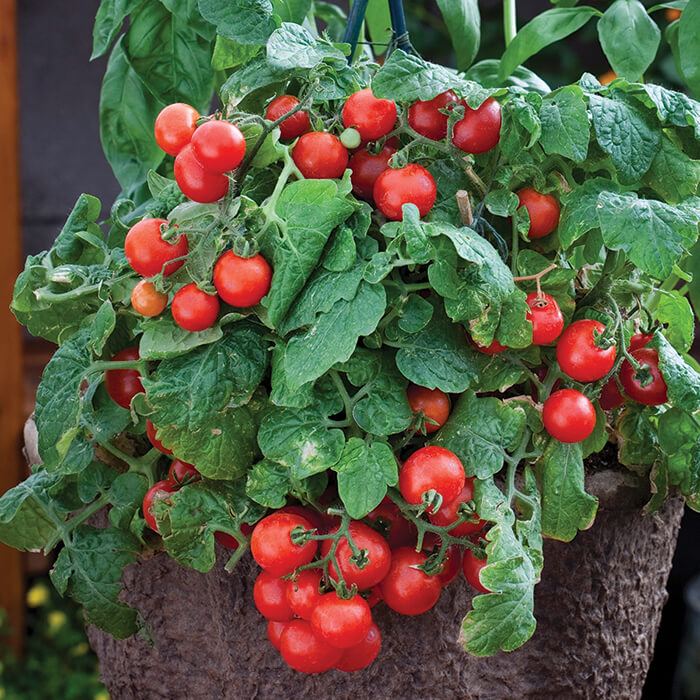 Tomato Seeds – Robin