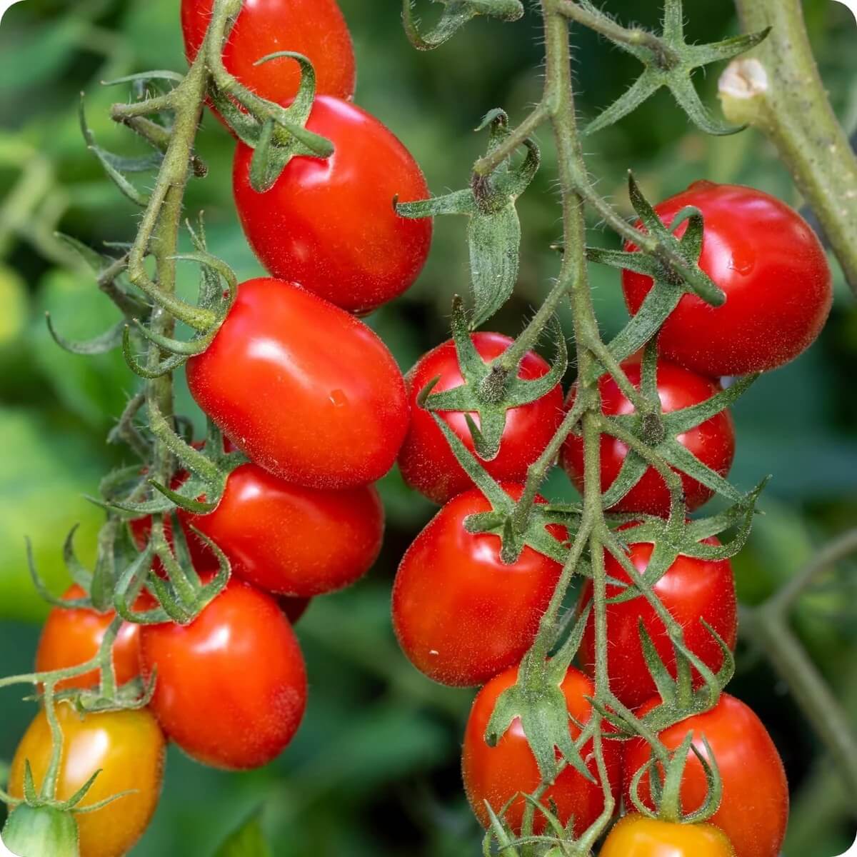 Tomato Seeds – Roma VF