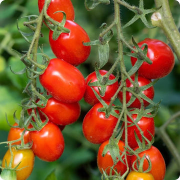Tomato Seeds – Roma VF