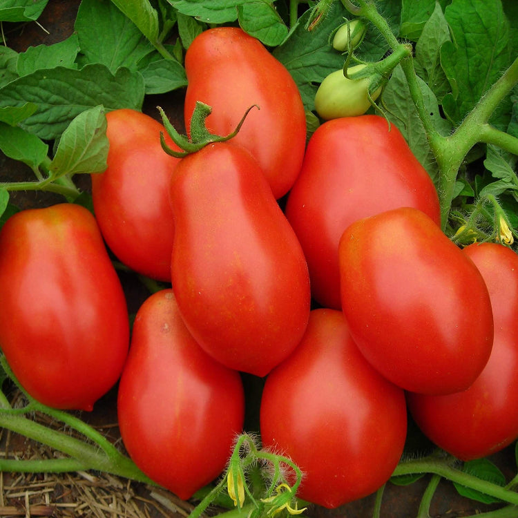 Tomato Seeds – Roma VF