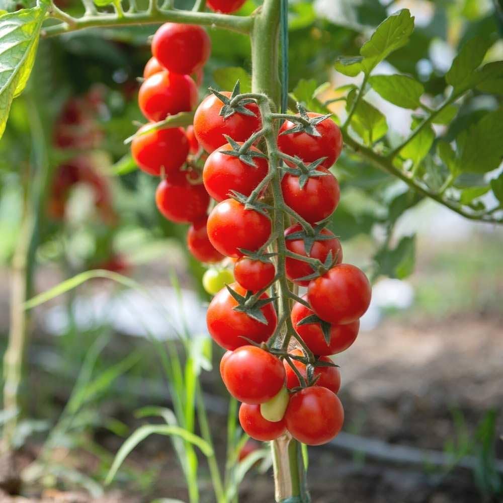 Tomato Seeds – Rosalita Cherry