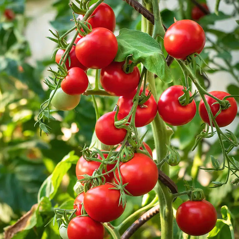 Tomato Seeds – Rosalita Cherry