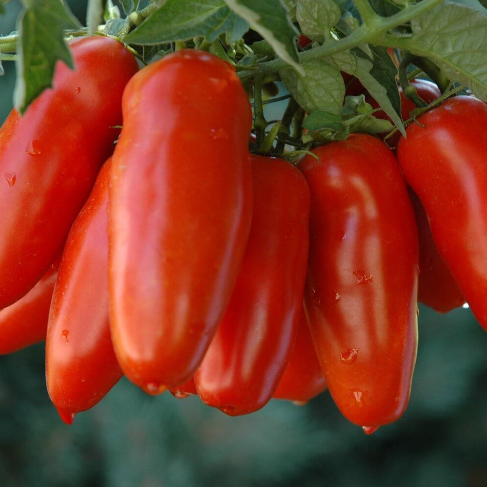 Tomato Seeds – San Marzano