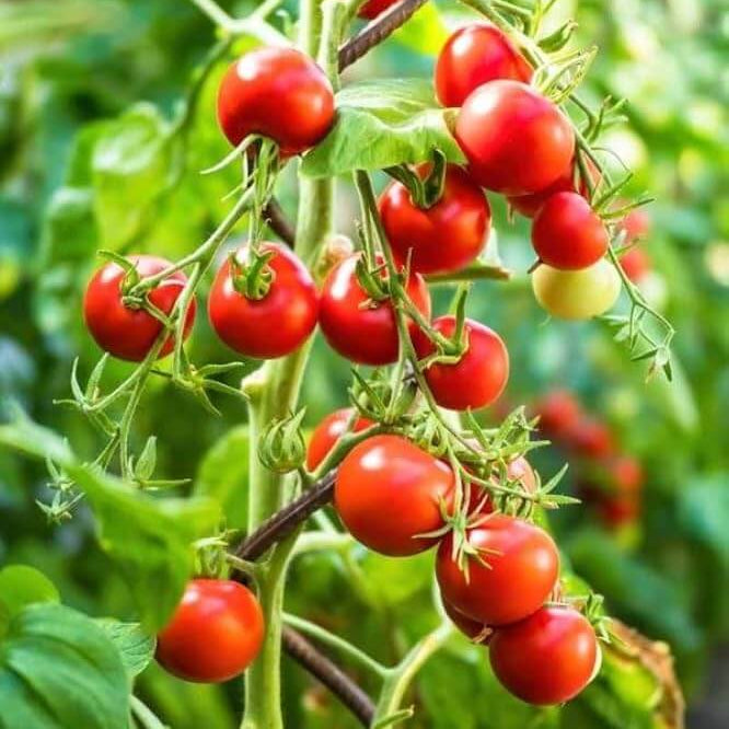 Tomato Seeds