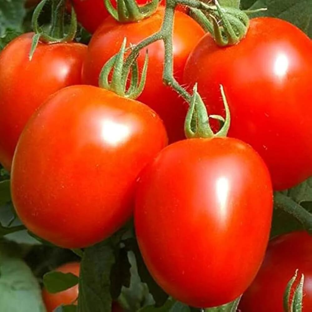 Tomato Seeds – Heidi Heirloom Small 
