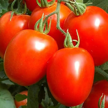 Tomato Seeds – Heidi Heirloom Small 
