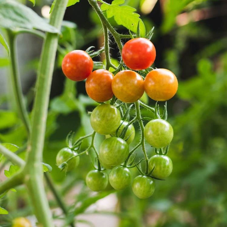 Tomato Seeds