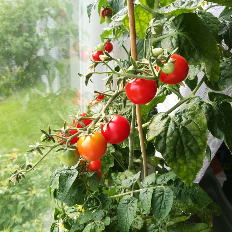 Tomato Seeds