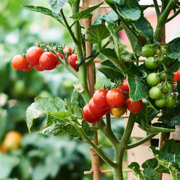 Tomato Seeds