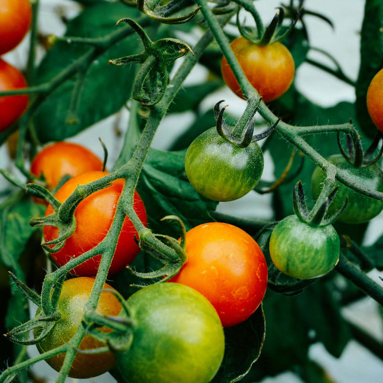 Tomato Seeds