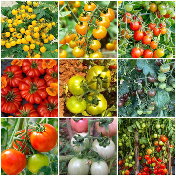 Tomato Seeds - All In One For Home Gardens