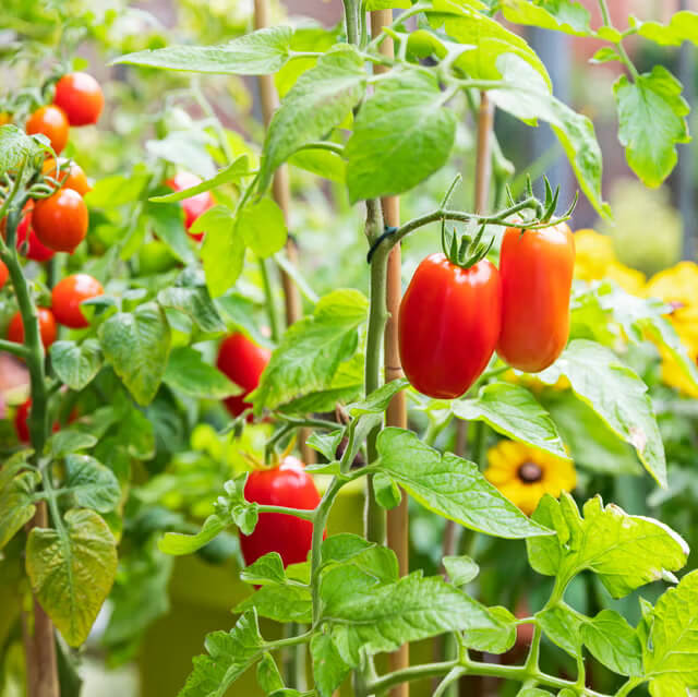 Tomato Seeds - All In One For Home Gardens
