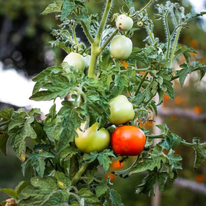 Tomato Seeds - All In One For Home Gardens